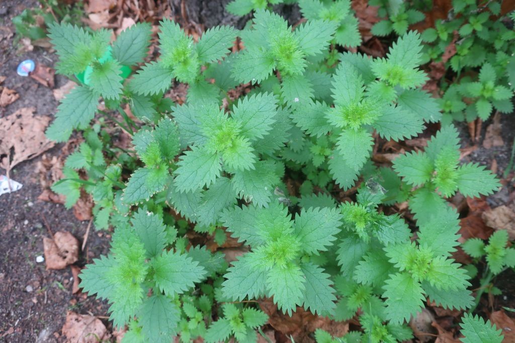 2025-11-15_Urtica urens 1_Nuernberg.jpg