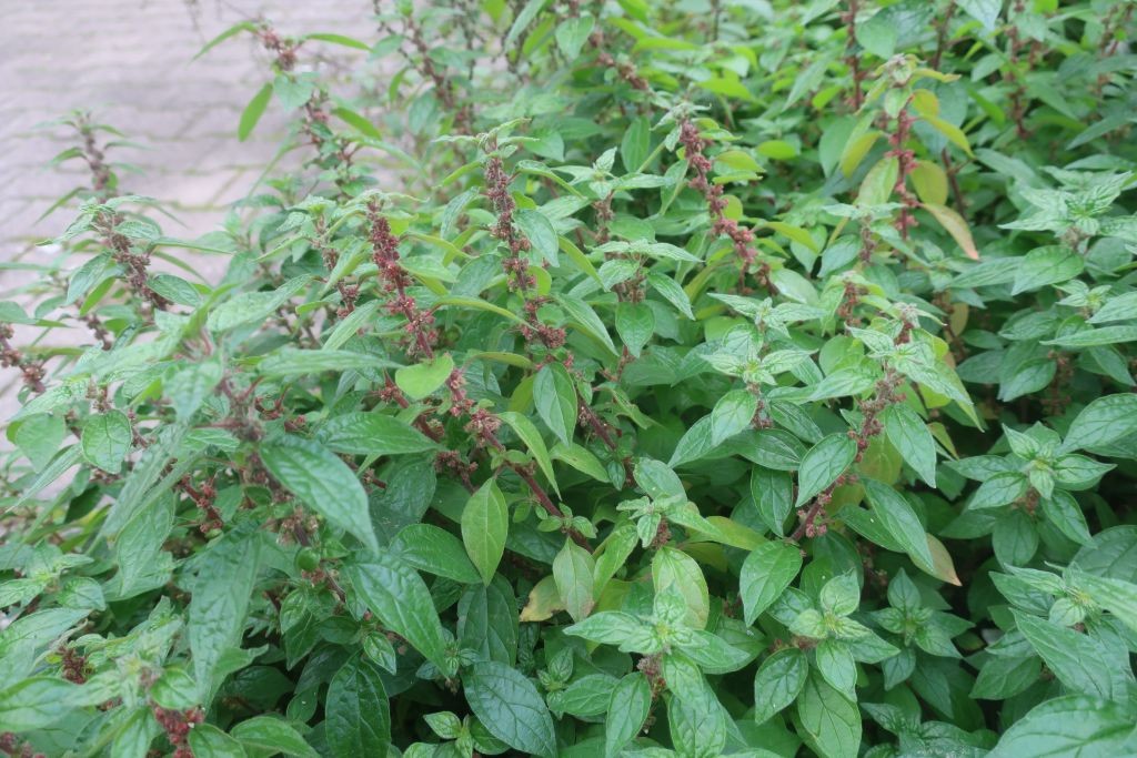 2025-11-15_Parietaria judaica 1_Nuernberg.jpg