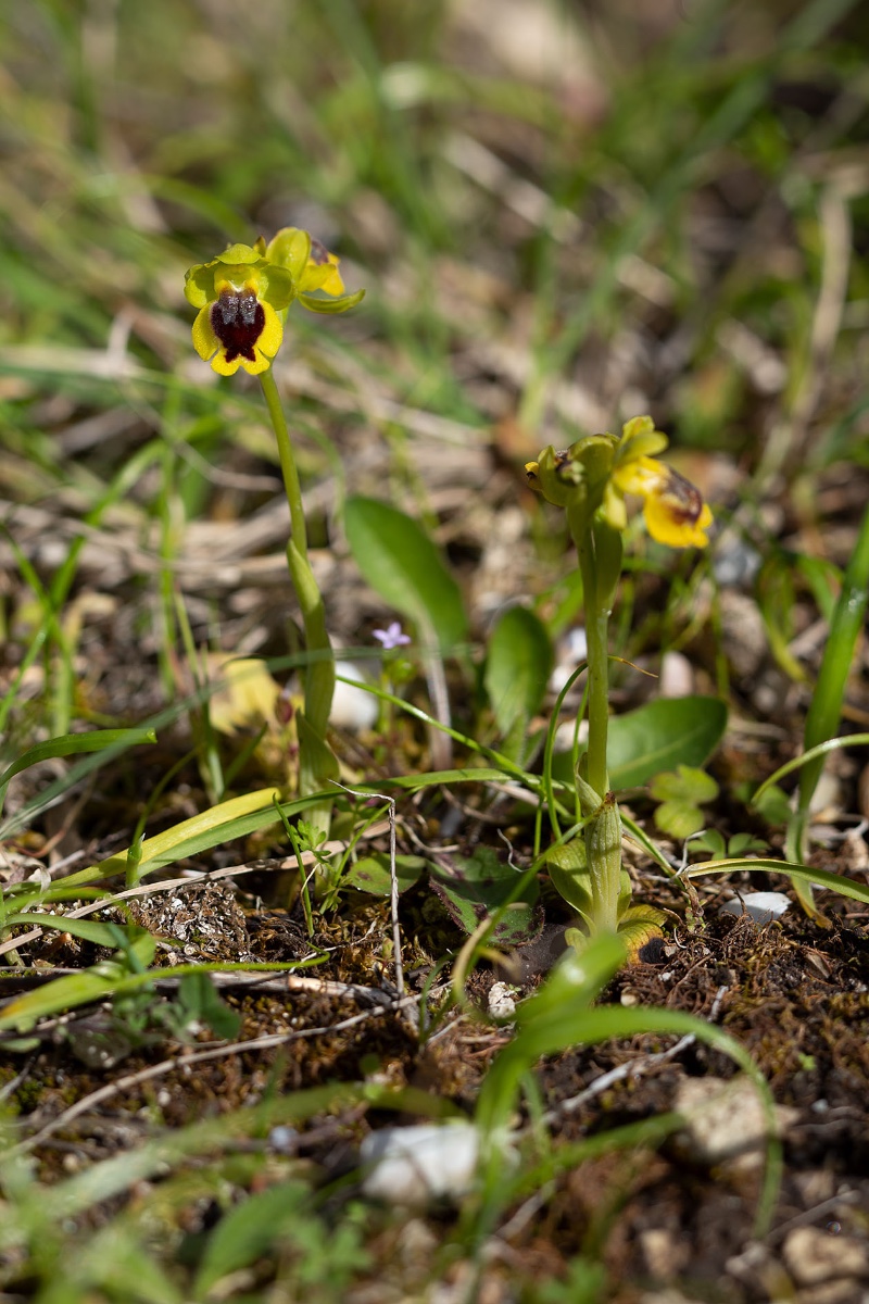 Ophrys corsica