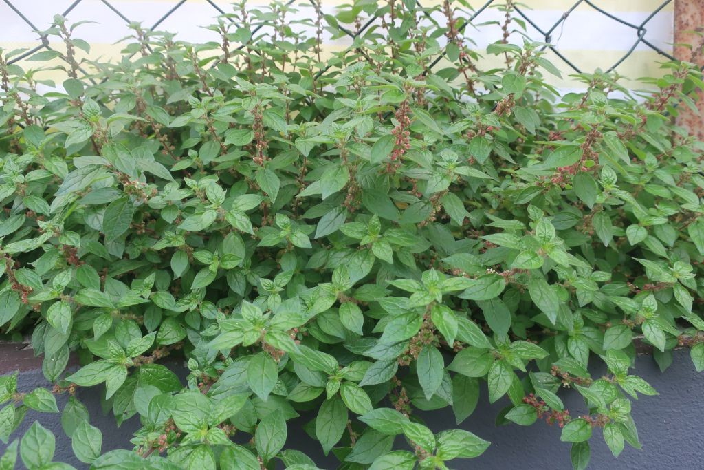 2025-11-15_Parietaria judaica 4_Nuernberg.jpg