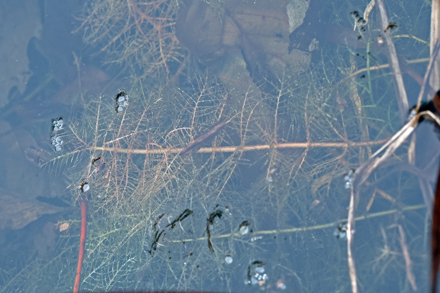 Myriophyllum verticillatum - Quirliges Tausendblatt.jpg