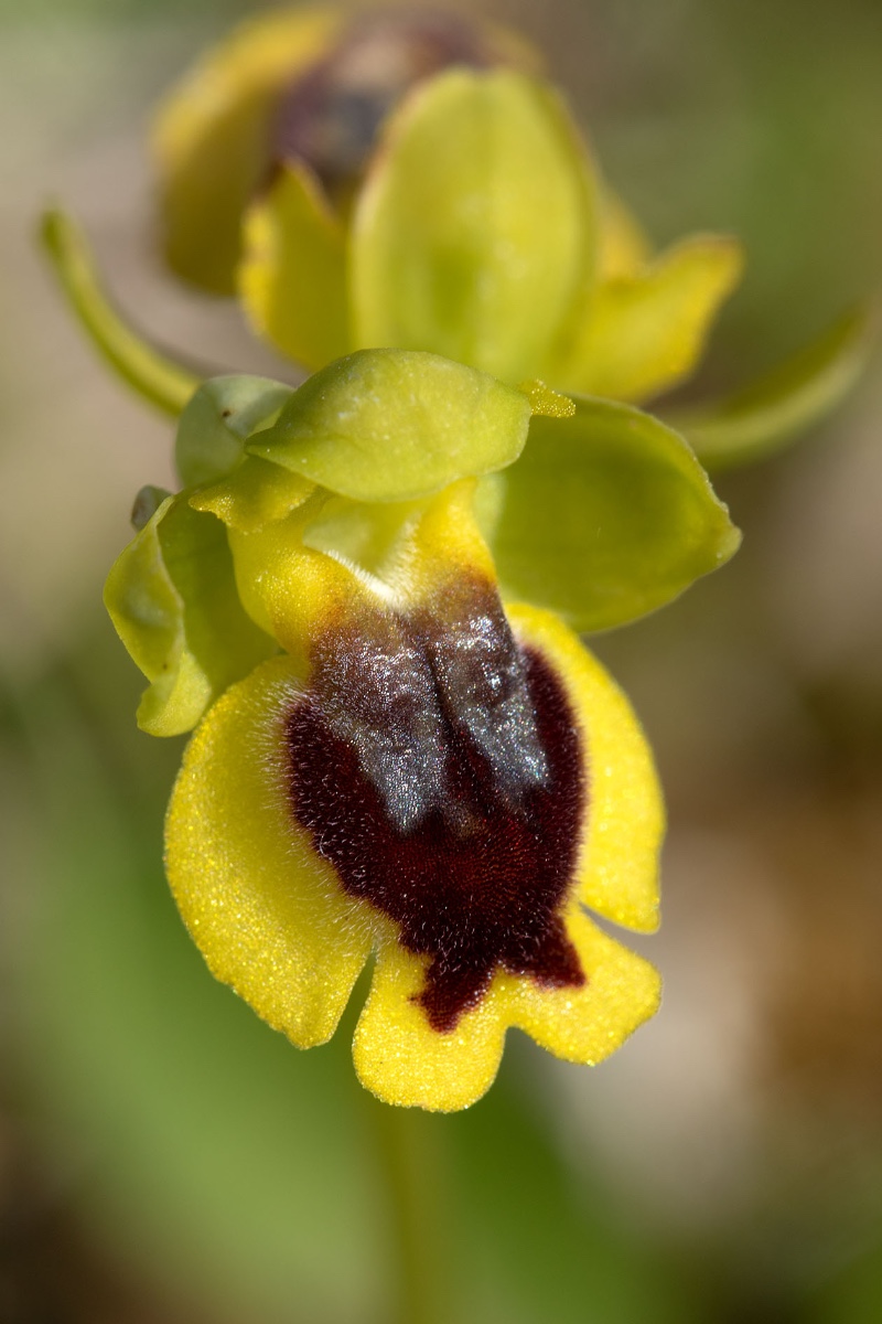 Ophrys corsica