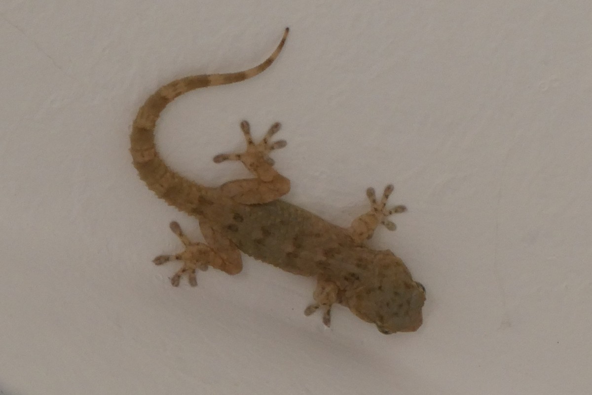 Gecko Kanaren..jpg