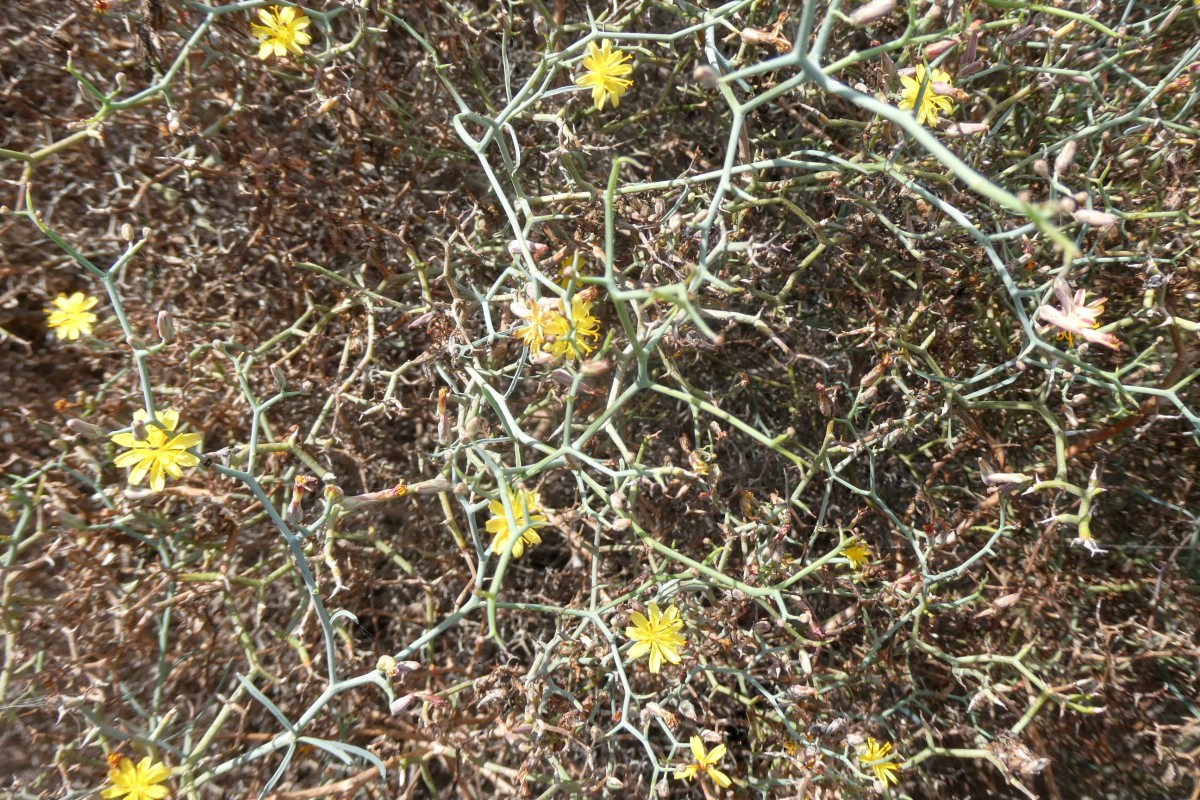 Strauch-Dornlattich Lanzarote 1.JPG