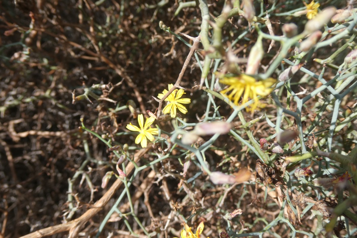 Strauch-Dornlattich Lanzarote 2.JPG