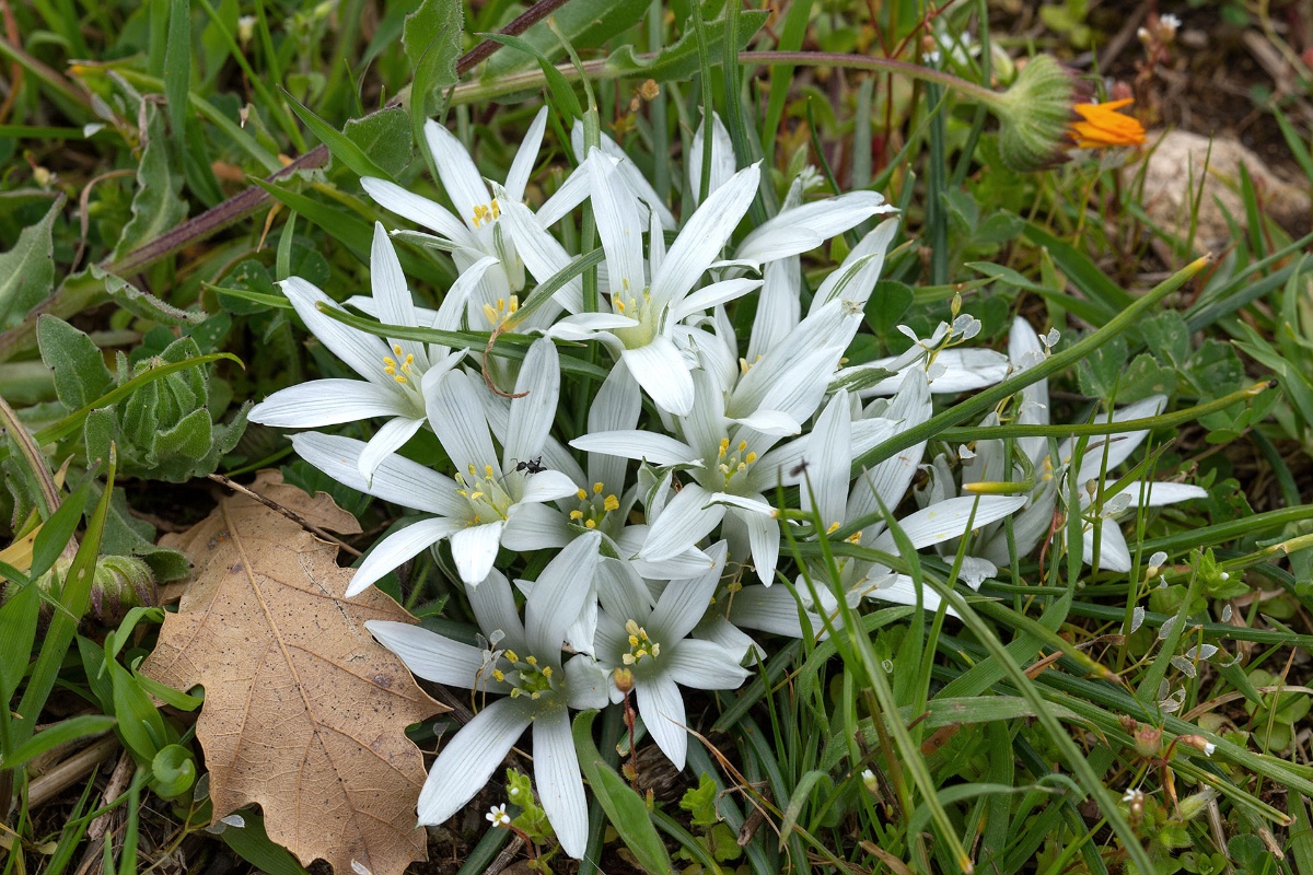 Ornithogalum corsicum