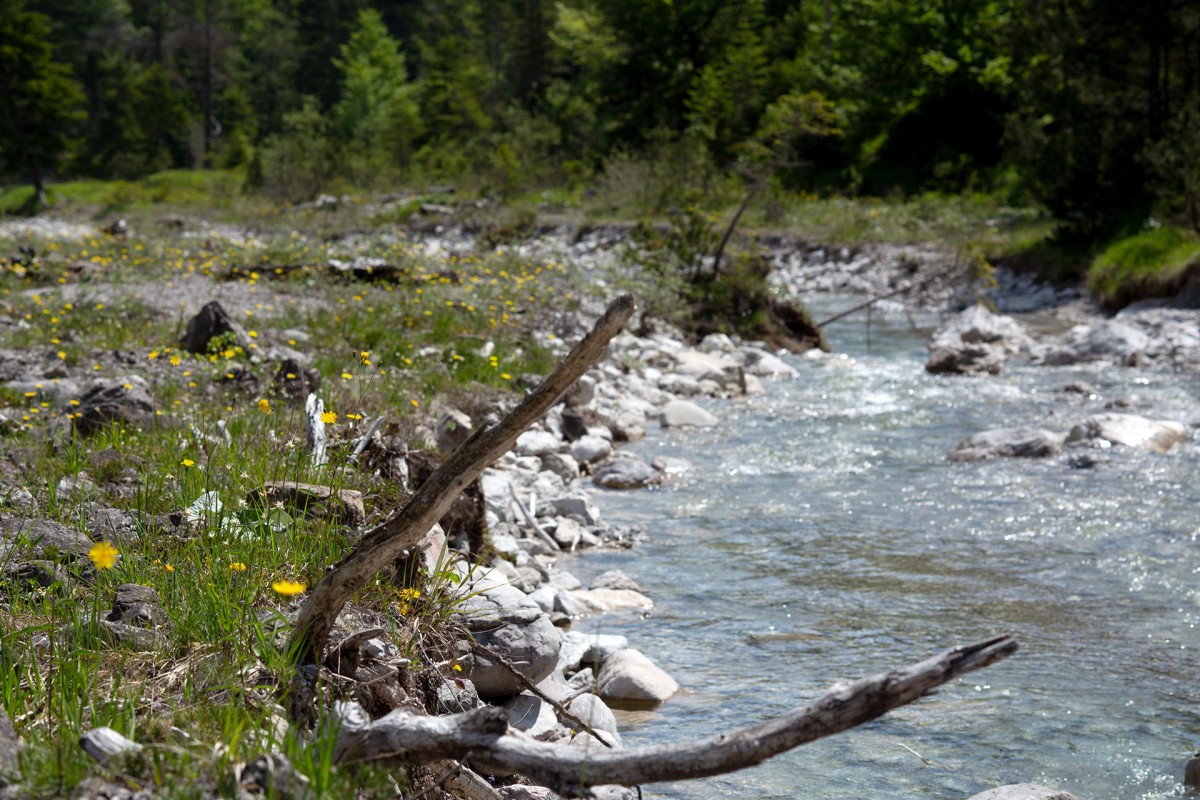 Carex baldensis_9695.jpg