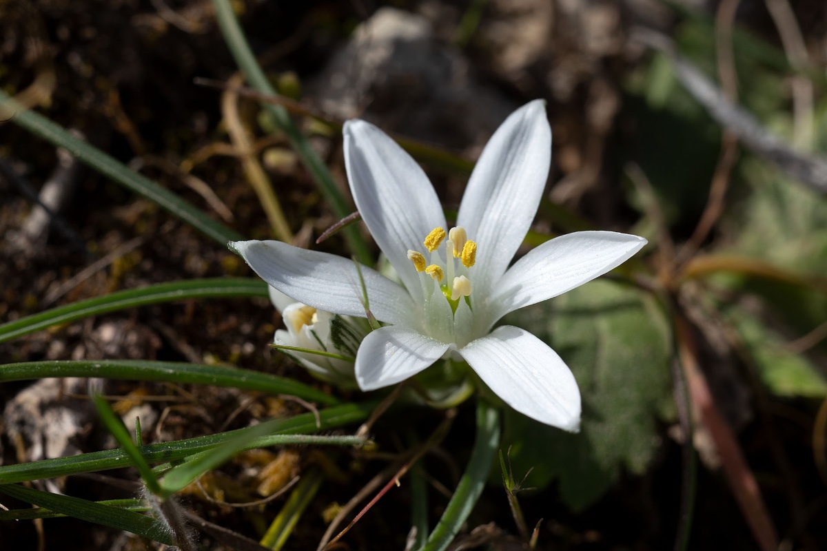 Ornithogalum corsicum