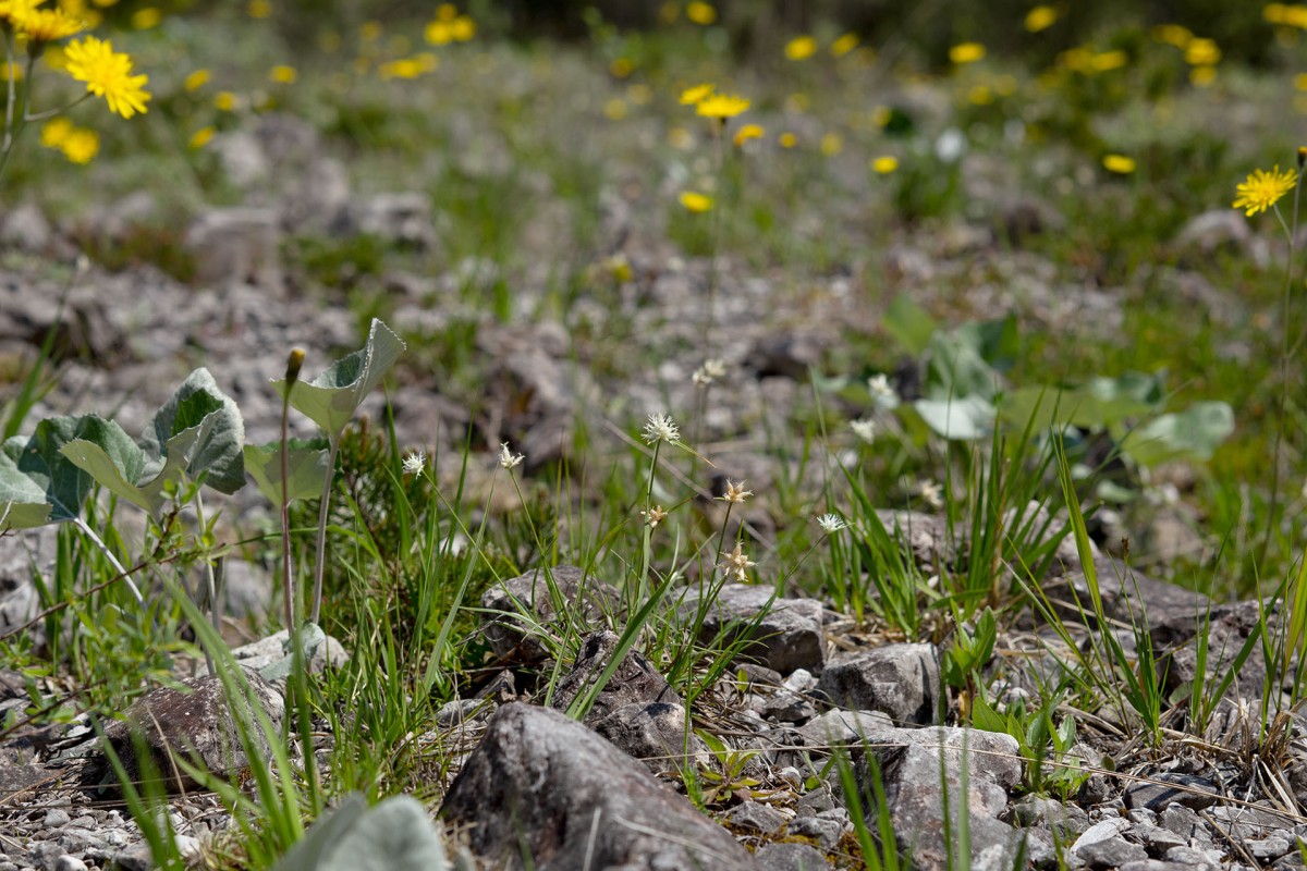 Carex baldensis_9696.jpg