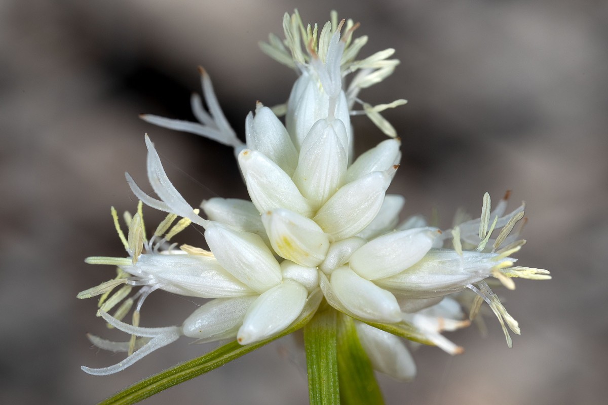 Carex baldensis_9761.jpg