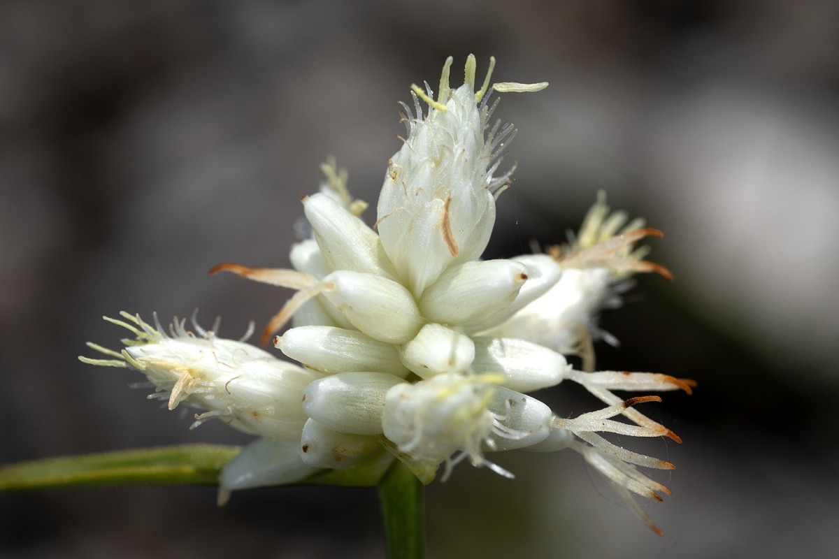 Carex baldensis_9775.jpg