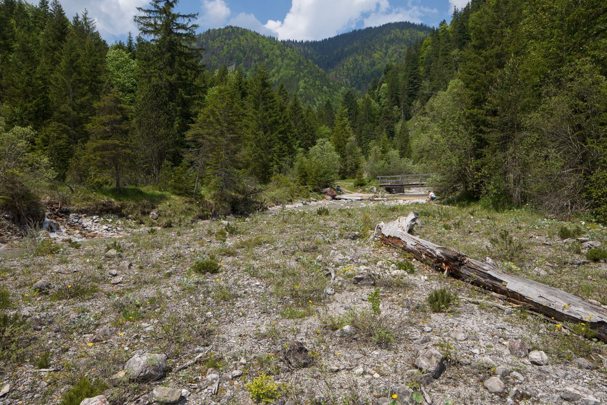 Carex baldensis_Habitat_9858.jpg