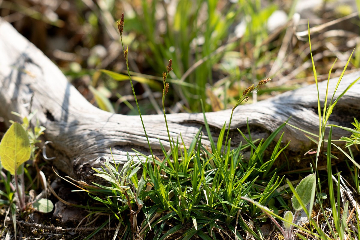 Carex firma_0429.jpg