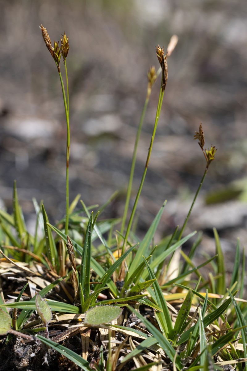 Carex firma_3917.jpg