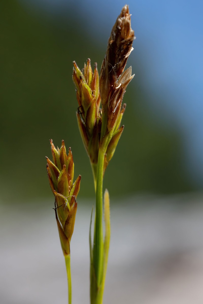Carex firma_3948.jpg
