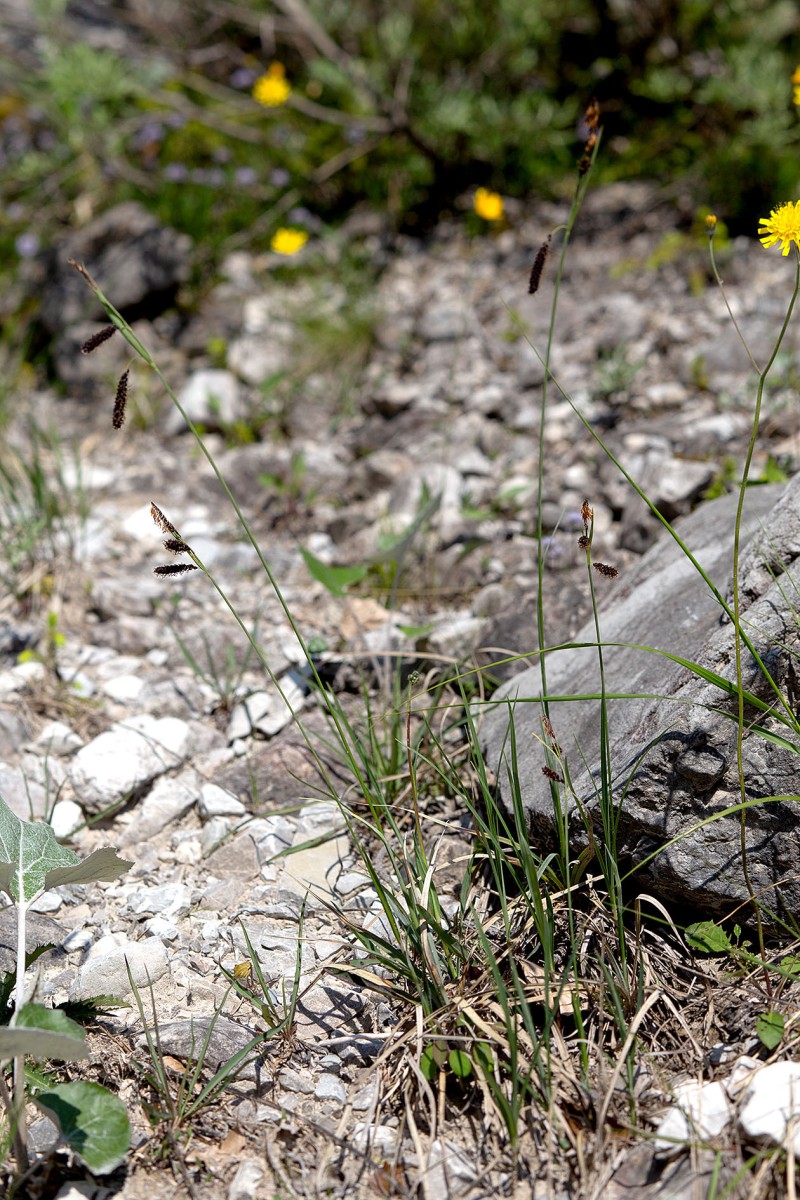 Carex flacca_FRAGE_0001_1.jpg