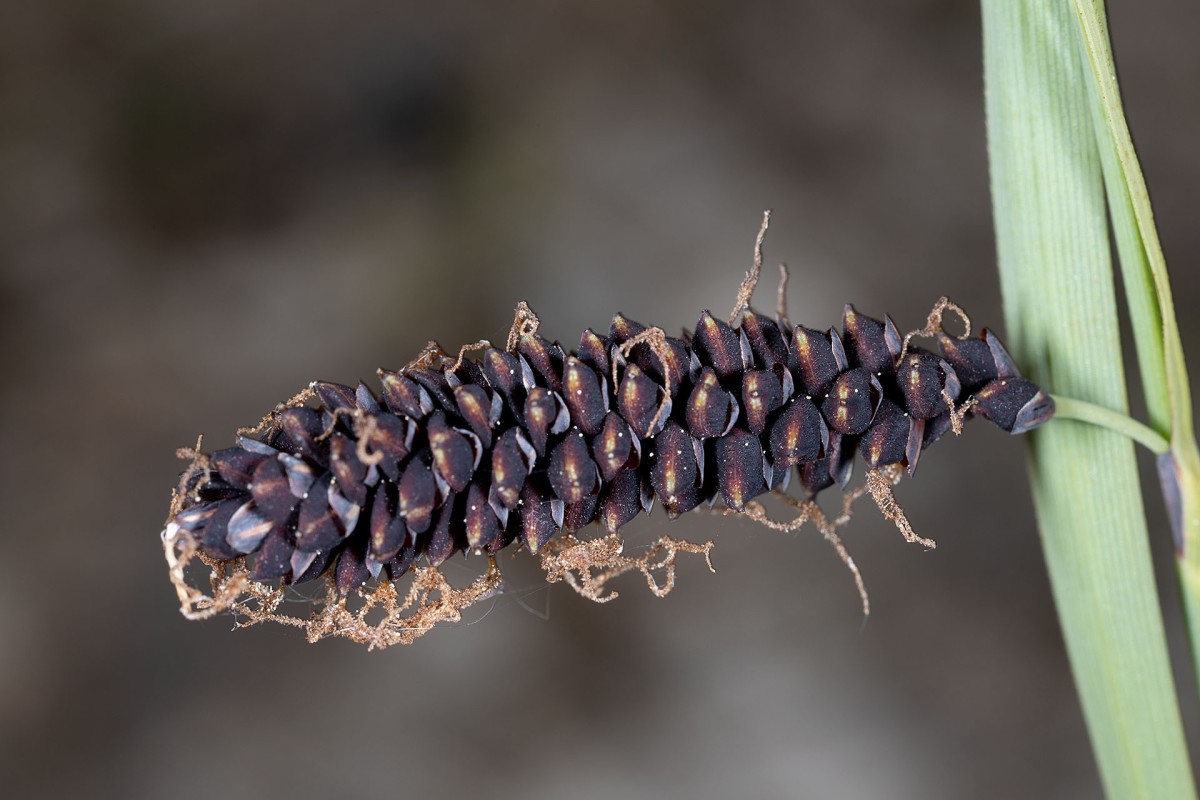 Carex flacca_FRAGE_0002.jpg