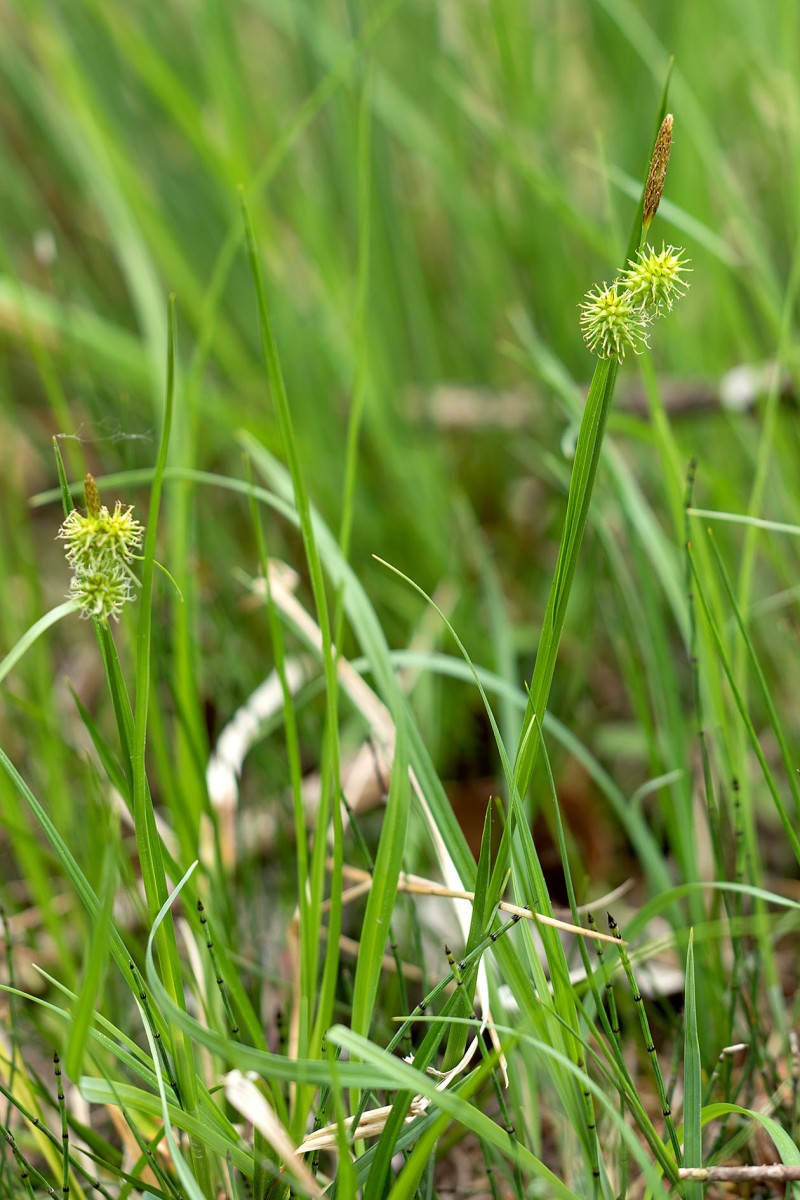 Carex flava_0001.jpg