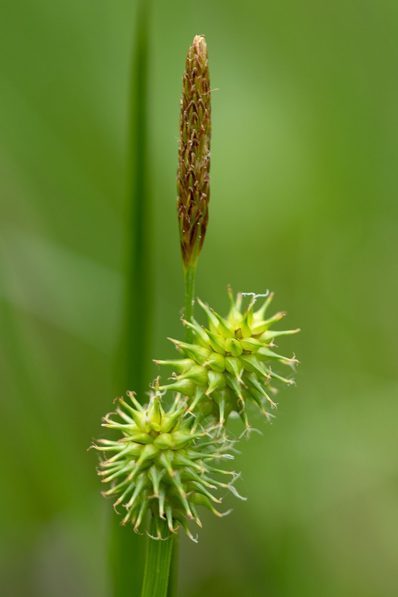 Carex flava_0002.jpg