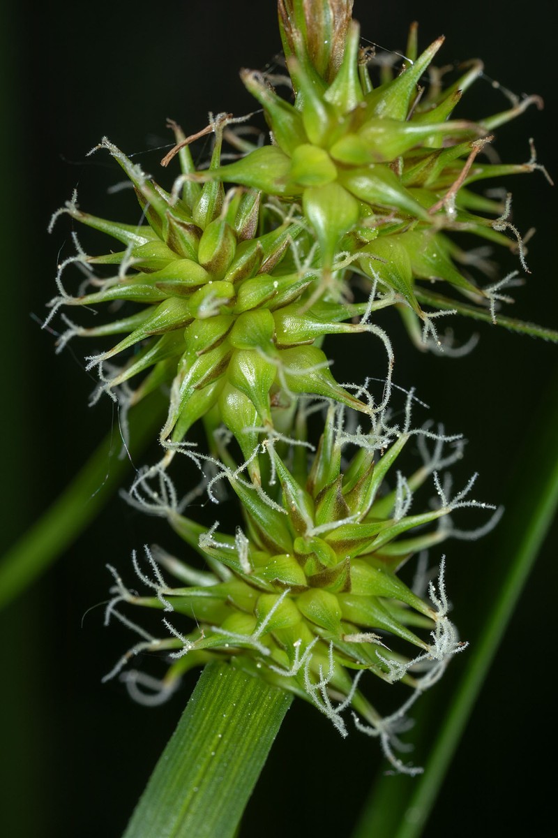 Carex flava_0003.jpg