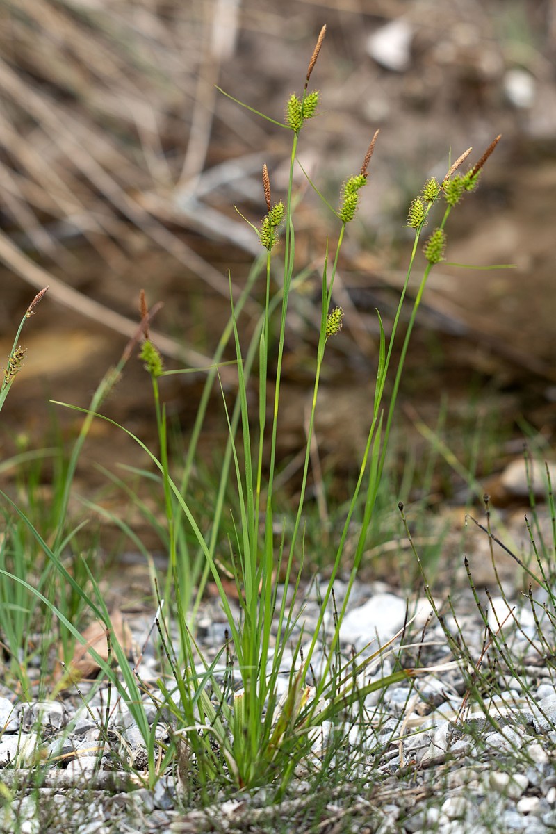 Carex hostiana_01.jpg