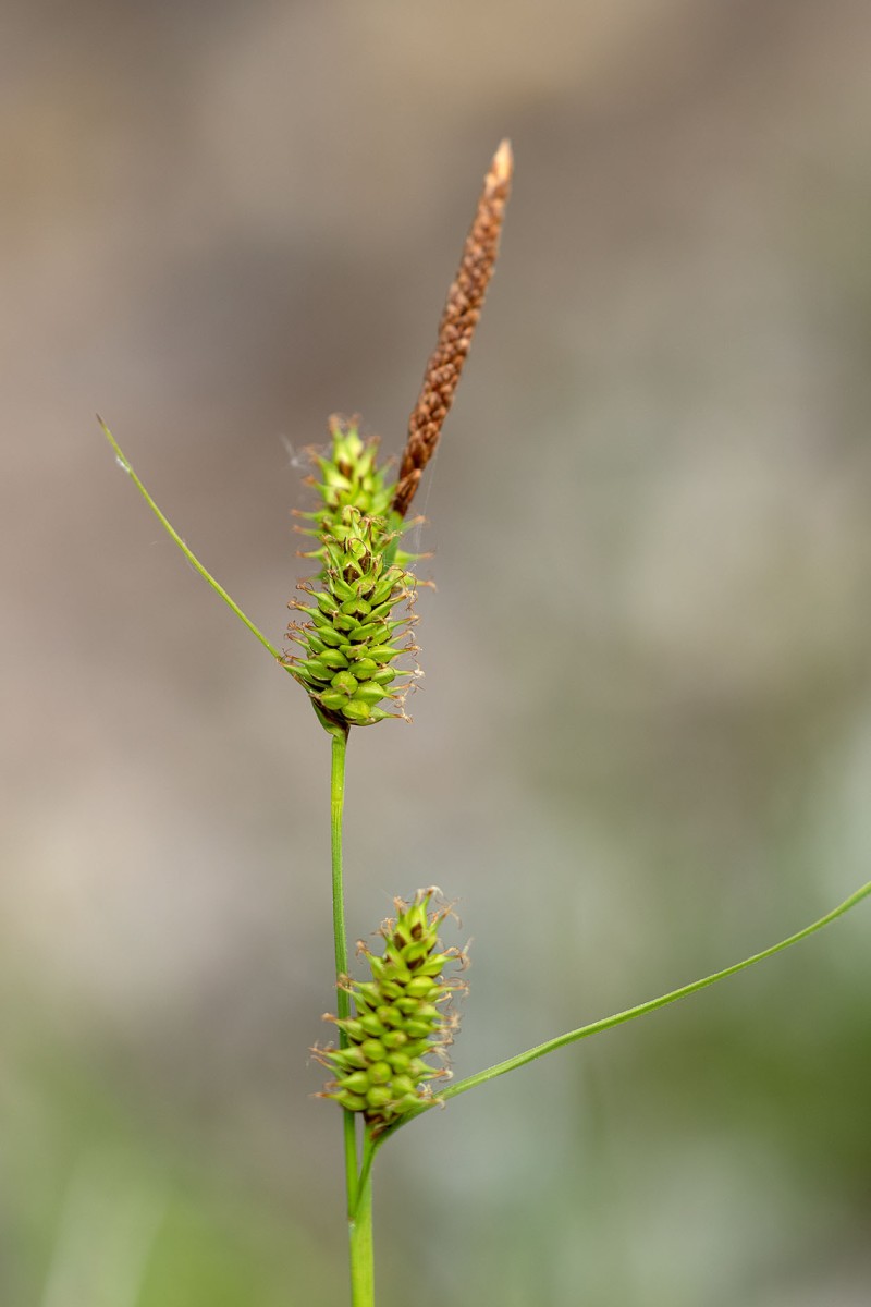Carex hostiana_02.jpg