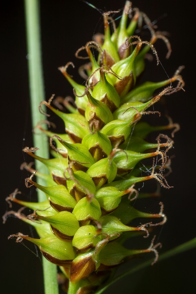Carex hostiana_03.jpg