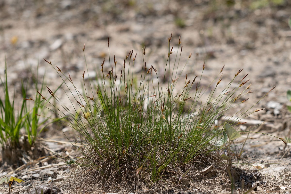 Carex mucronata_Stachelspitzige Segge_0420.jpg