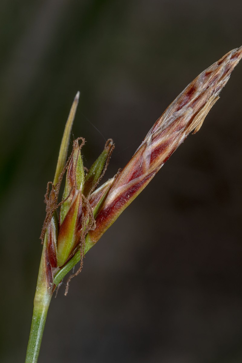 Carex mucronata_Stachelspitzige Segge_9851.jpg