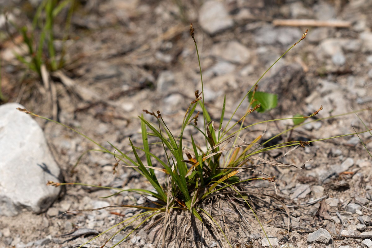 Carex ornithopoda_Vogelfuss-Segge_0001.jpg