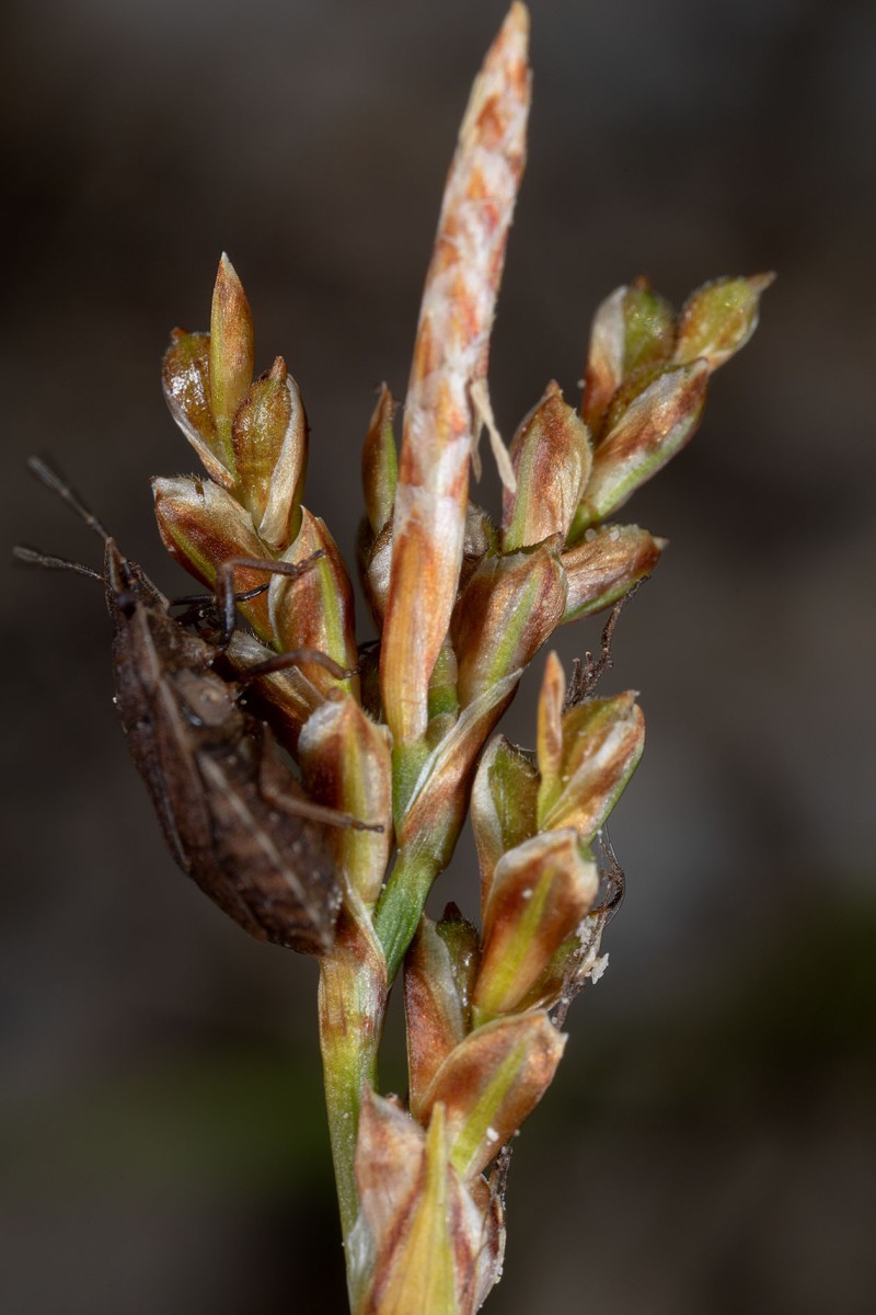 Carex ornithopoda_Vogelfuss-Segge_0007.jpg