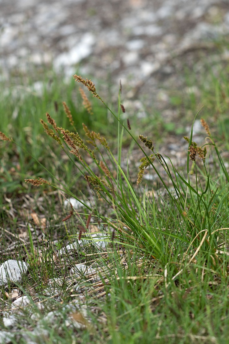 Carex paniculata_Rispen-Segge_FRAGE_0470.jpg