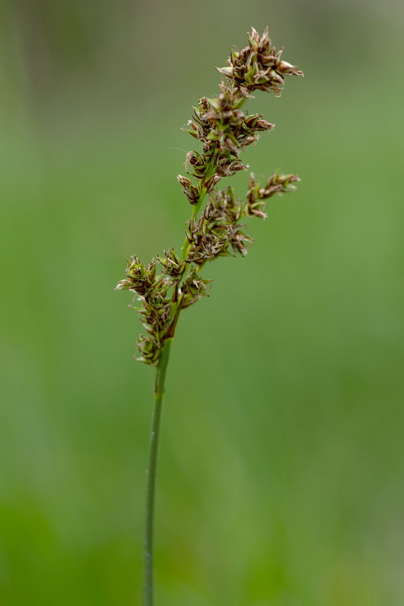 Carex paniculata_Rispen-Segge_FRAGE_9719.jpg