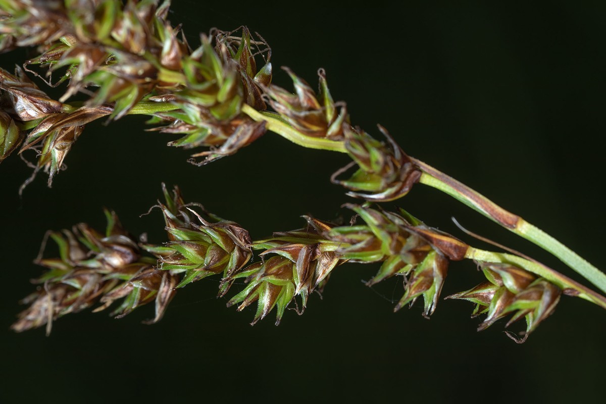 Carex paniculata_Rispen-Segge_FRAGE_9881.jpg
