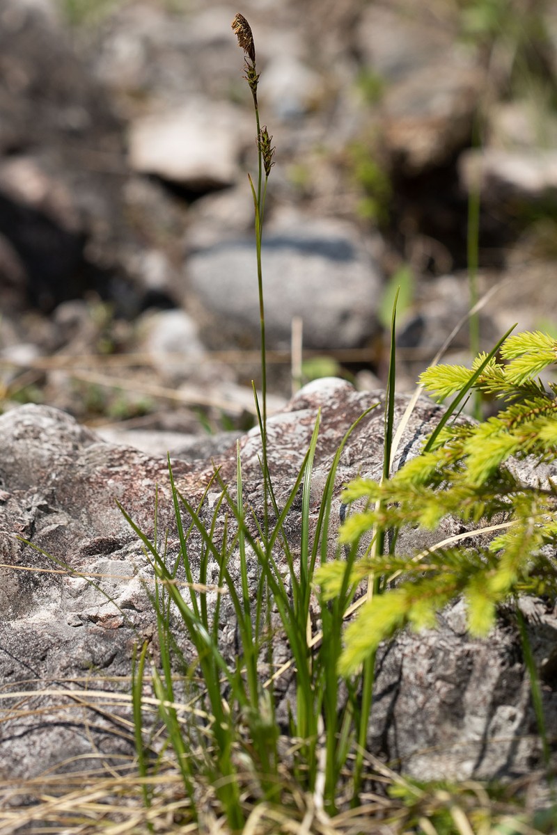 Carex sempervirens_0002.jpg