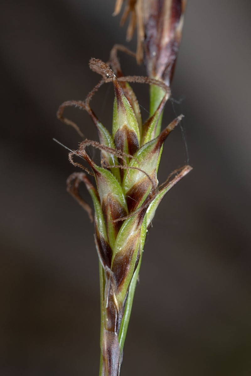 Carex sempervirens_0460.jpg