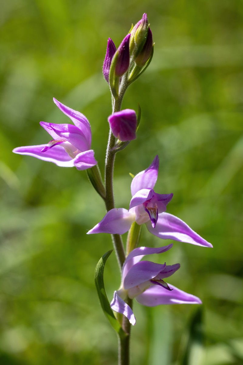 Cepahalanthera rubra_0382.jpg