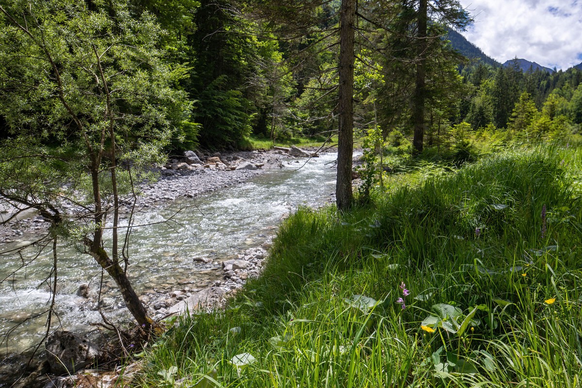 Cephalanthera rubra_1606.jpg