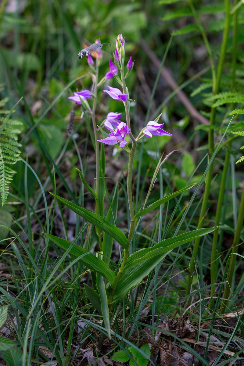 Cephalanthera rubra_6901.jpg