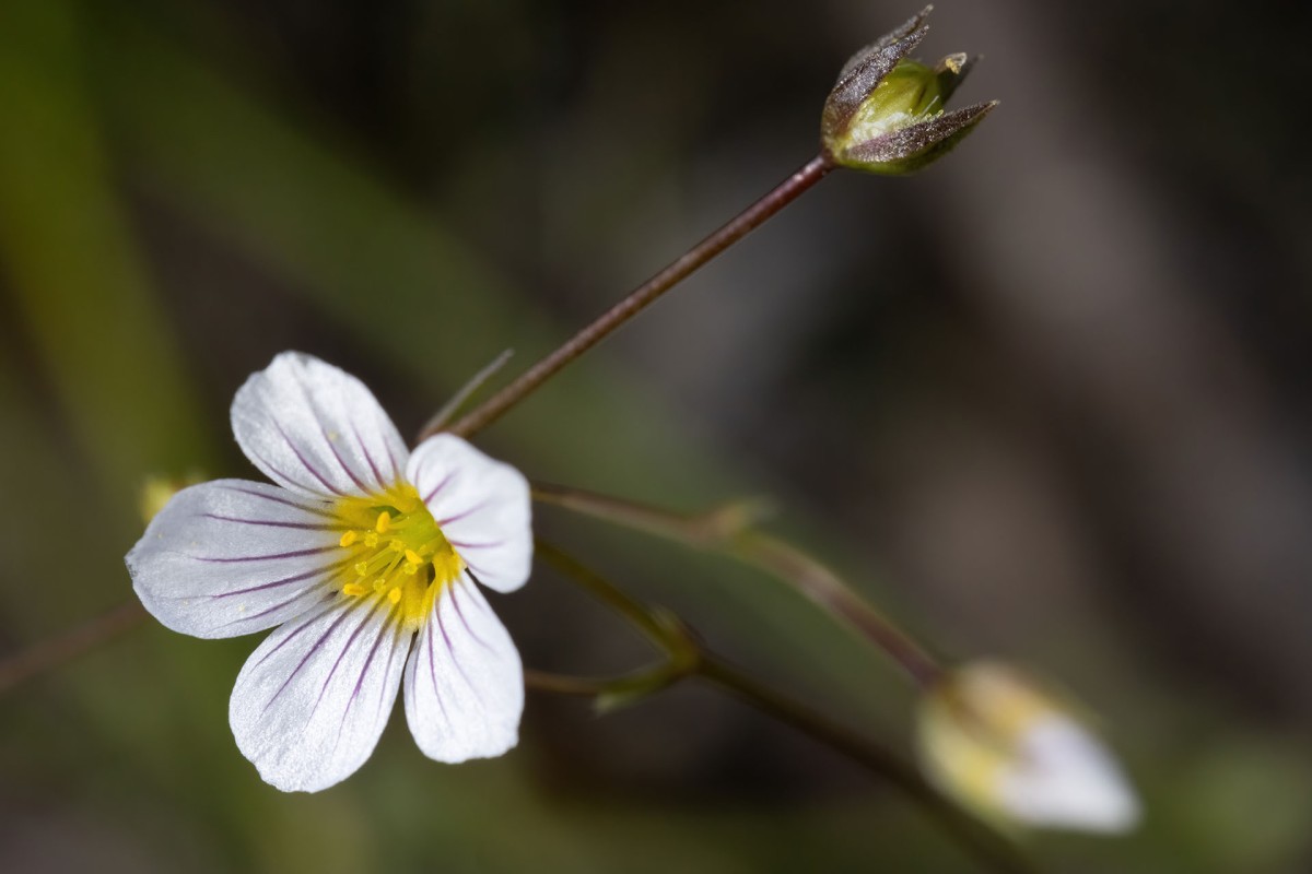 Linum catharticum_Purgier-Lein_4011.jpg