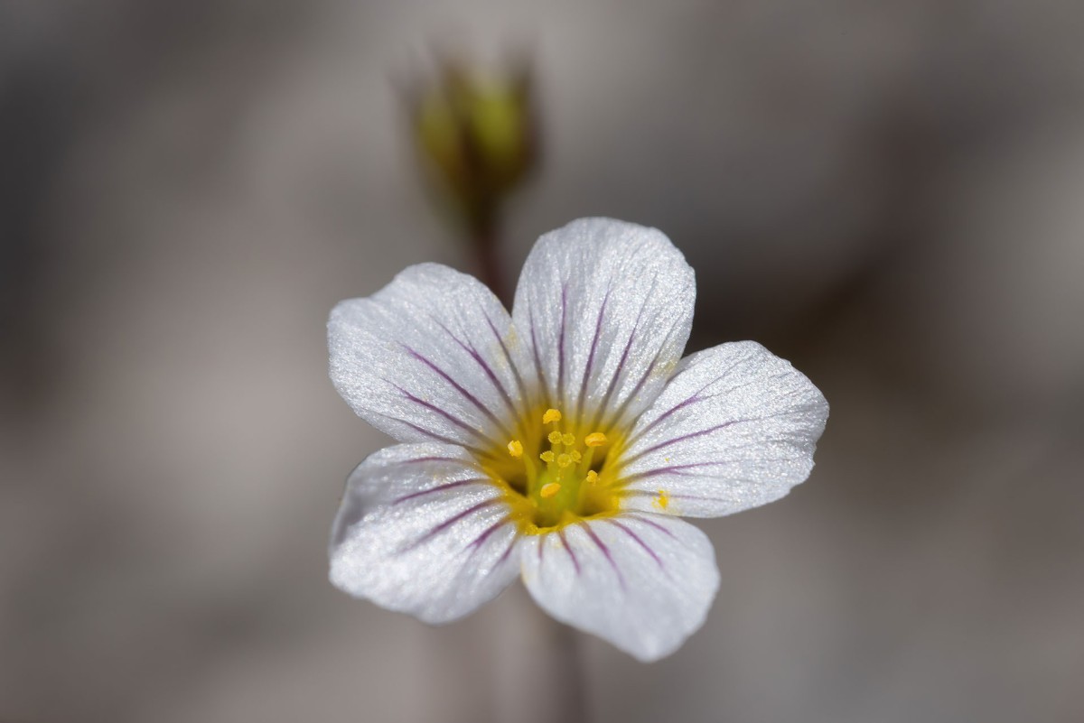 Linum catharticum_Purgier-Lein_4020.jpg