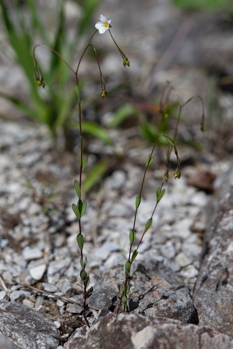Linum catharticum_Purgier-Lein_6888.jpg