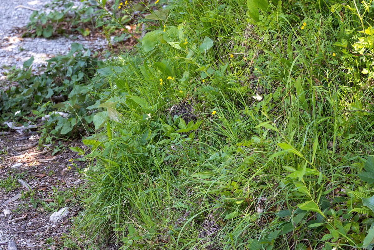 Luzula nivea_0346.jpg