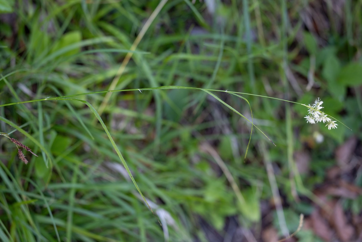 Luzula nivea_0348.jpg