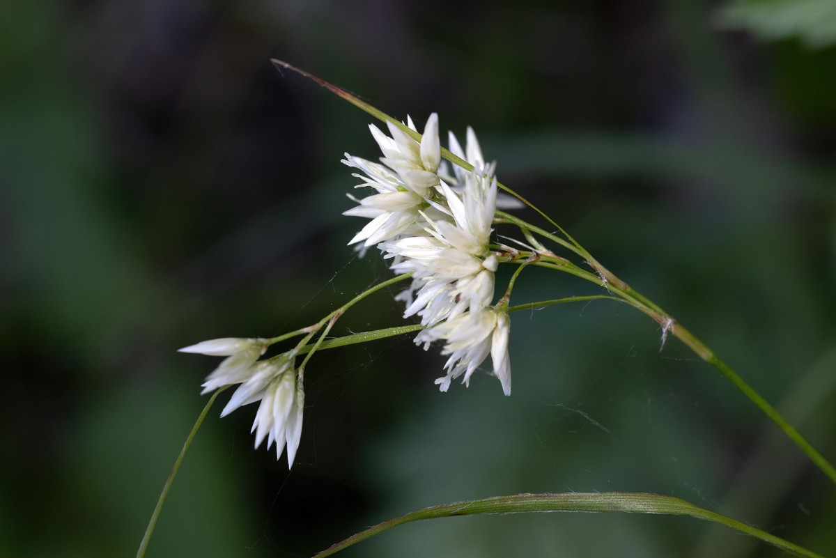 Luzula nivea_0353.jpg