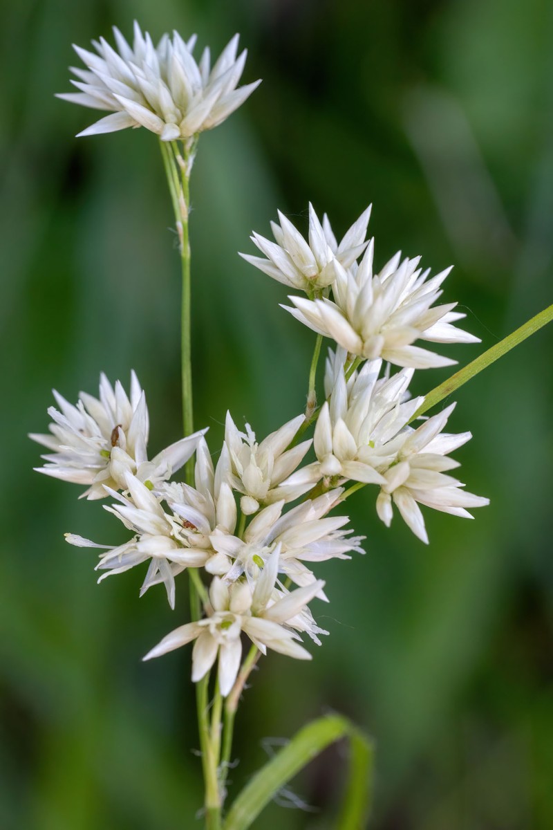 Luzula nivea_0372.jpg