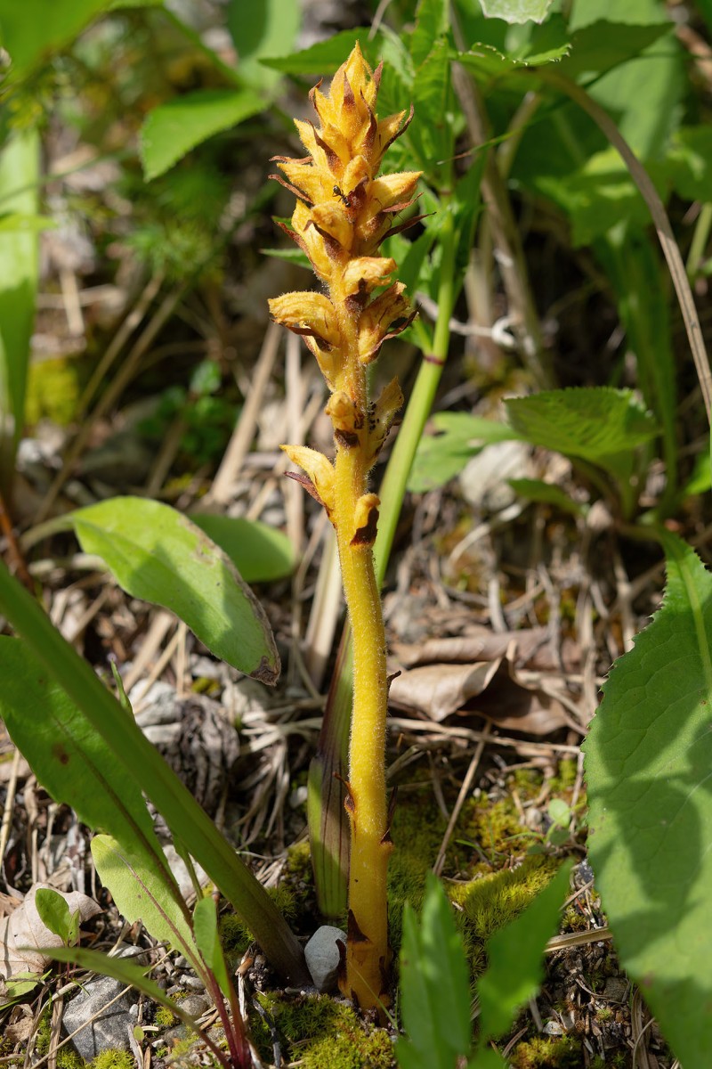 Orobanche flava_0024.jpg