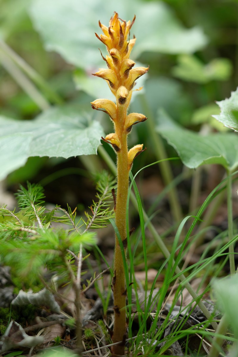 Orobanche flava_0034.jpg