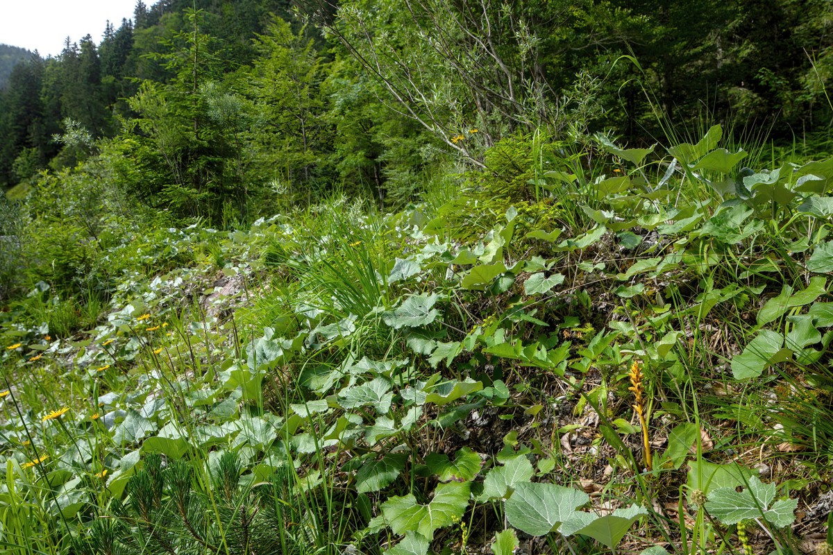 Orobanche flava_0114.jpg