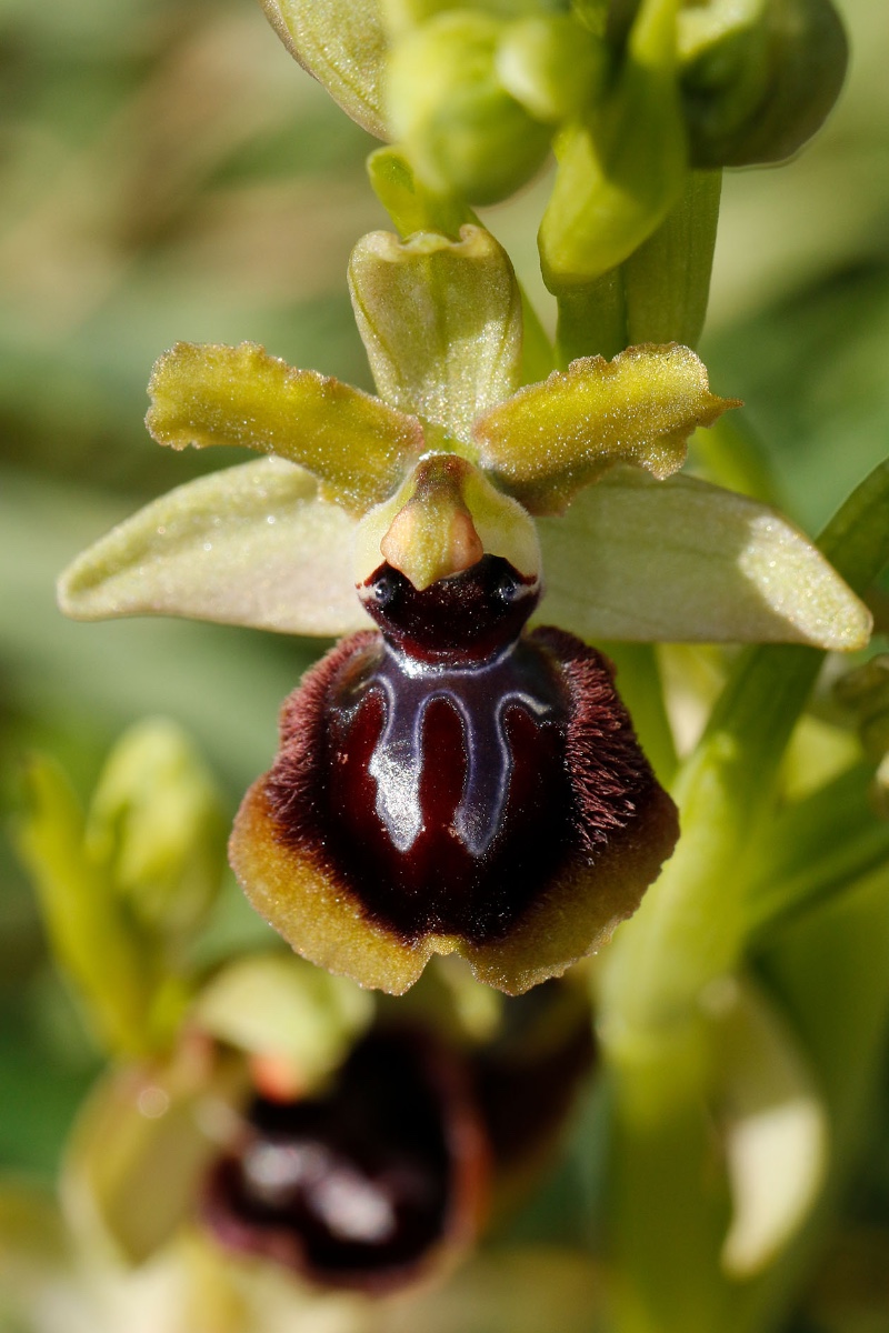 Ophrys passionis subsp. garganica